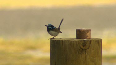 Superb Fairy Wren. Male has beautiful blue plumage rich blue and black plumage above and on the throat. O post, looking around then flies off