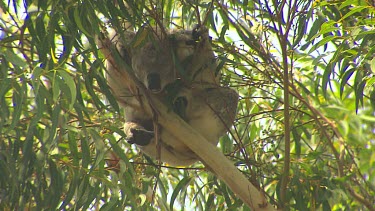 Low angle looking up koala in tree sleeping