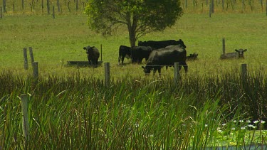 Black cows grazing pasture