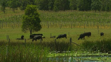 Black cows grazing pasture. In background is a vineyard or orchard and in foreground is a small water-hole, billabong, pond with water lilies.