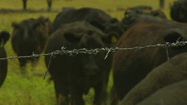 Barbed wire fence with cattle, black cows behind.