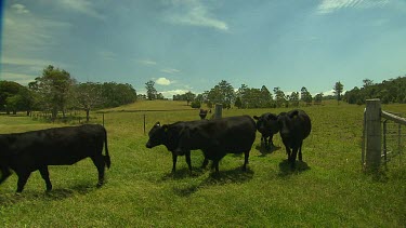 Black cows grazing pasture