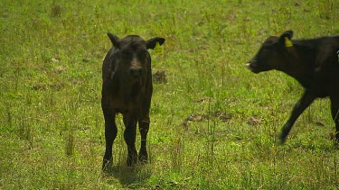 Black cow calf, calves with tagged ears.
