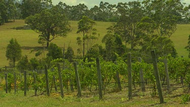 Vine vineyard, orchards