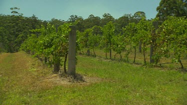 Vine vineyard, orchards
