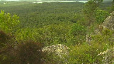 Forest near Port Macquarie