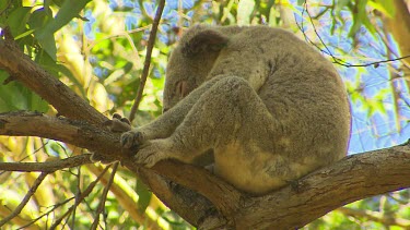 Koala sitting in fork of tree, fast asleep