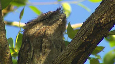 Tawny Frogmouth bird in tree