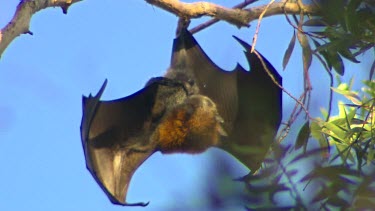 One Flying fox bat hanging upside down.