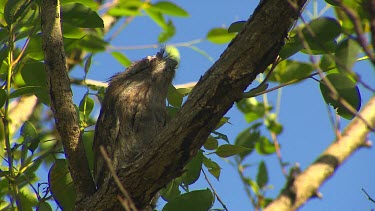 Tawny Frogmouth bird in tree