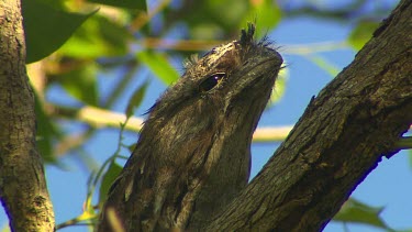 Tawny Frogmouth bird in tree