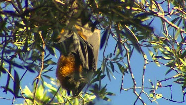 Two Flying fox bats hanging upside down.