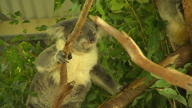 One Koala walking across branches to another koala