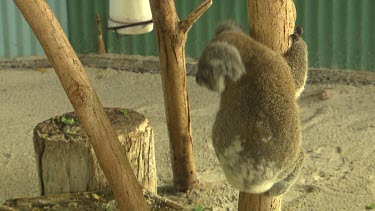 One koala in zoo setting climbing down one tree and up another