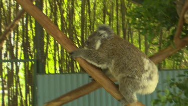 One koala in zoo setting climbing up tree.