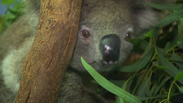 Extreme close up of koala looking past camera, very cute shot.