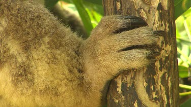 Extreme close up of koala claws grasping tree trunk