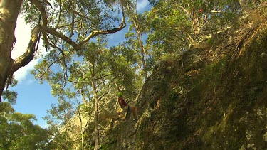 Young woman abseiling down cliff
