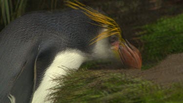 Royal Penguins