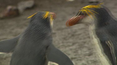 Royal Penguins