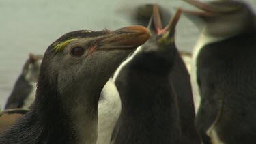 Royal Penguins