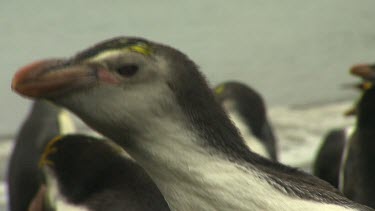 Royal Penguins