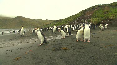 Royal Penguins