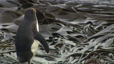 Royal Penguins