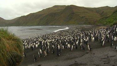 Royal Penguins