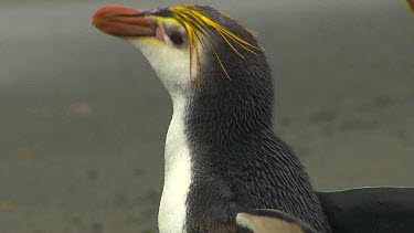 Royal Penguins