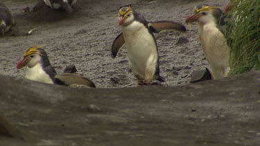 Royal Penguins