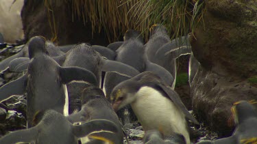 Royal Penguins