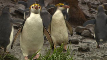 Royal Penguins