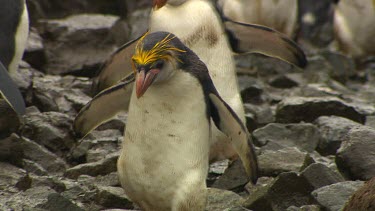 Royal Penguins