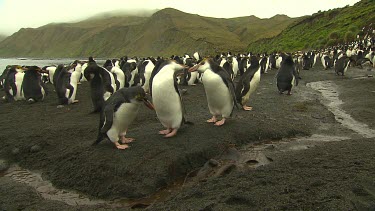 Royal Penguins