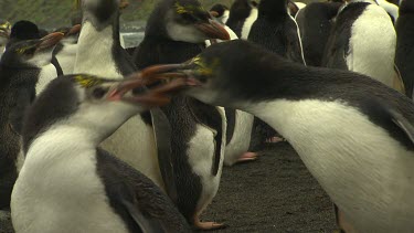 Royal Penguins