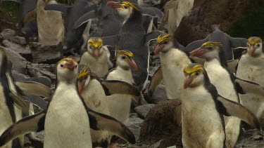 Royal Penguins