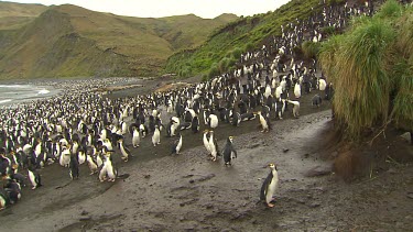 Royal Penguins