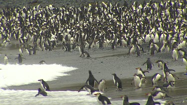 Royal Penguins