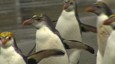 Royal Penguins