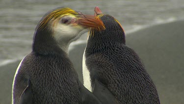 Royal Penguins