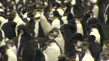 Royal Penguins