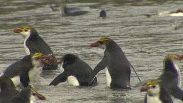 Royal Penguins