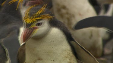 Royal Penguins