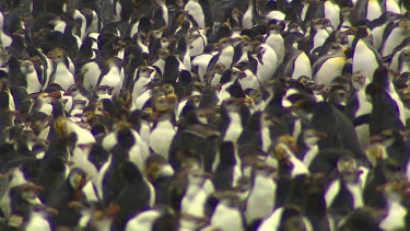 Royal Penguins