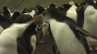 Royal Penguins