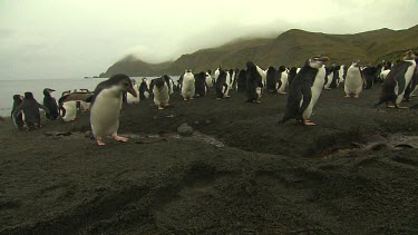 Royal Penguins