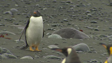 Royal Penguins