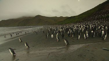 Royal Penguins