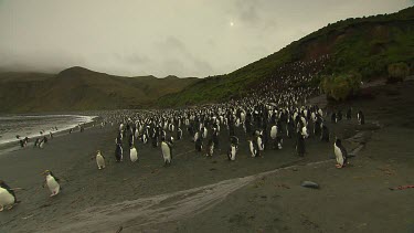 Royal Penguins